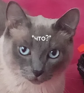 😑 emoji Chipa Mood Telegram sticker 15 of 21