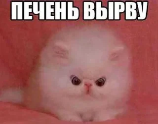 Sticker from Для важных переговоров