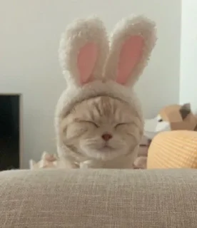 🐰 emoji kitti Telegram sticker 6 of 14