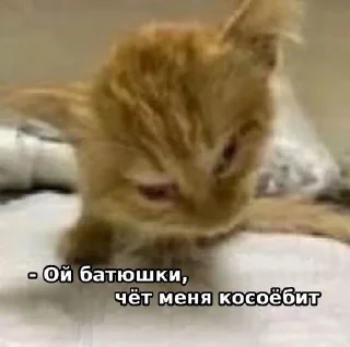 🤪 emoji їбуча кіця Telegram sticker 15 of 52