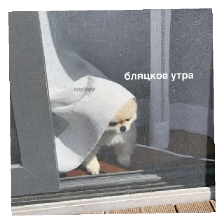 😾 emoji Хуйня Telegram sticker 17 of 26