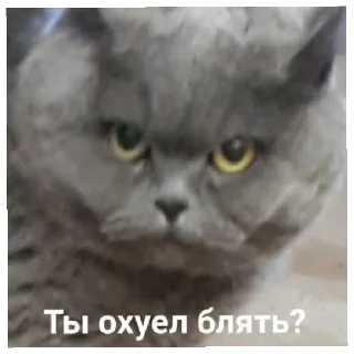 ❓ emoji Хуйня Telegram sticker 9 of 26