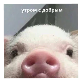 😇 emoji Хуйня Telegram sticker 16 of 26