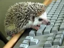💻 emoji hedgehog Telegram sticker 10 of 34