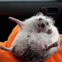 😜 emoji hedgehog Telegram sticker 21 of 34