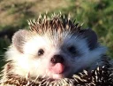 😛 emoji hedgehog Telegram sticker 17 of 34