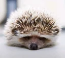 🙁 emoji hedgehog Telegram sticker 5 of 34