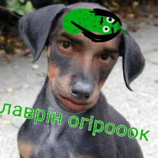 🥰 emoji мємний пес Telegram sticker 11 of 19