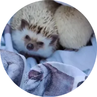 Sticker from Hedgehog @stickersb2b