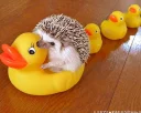 ⚒ emoji hedgehog Telegram sticker 14 of 34