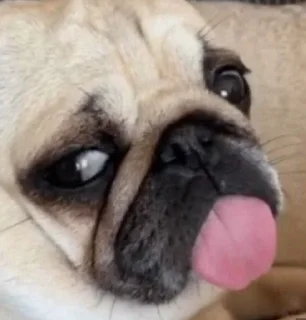 Sticker from puggram