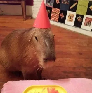 Sticker from Капибарочки😍
