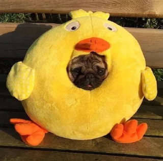 Sticker from puggram