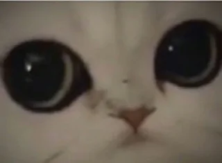 🥺 emoji Кошарки от Мотьки Telegram sticker 16 of 32