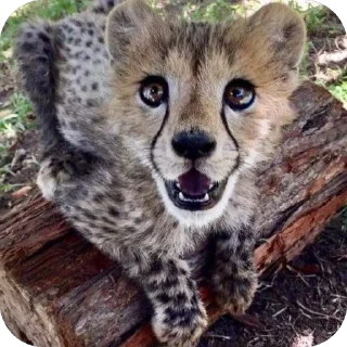❤ emoji Leopards @amenfashionn Telegram sticker 24 of 44