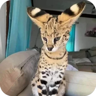 ❤ emoji Leopards @amenfashionn Telegram sticker 17 of 44
