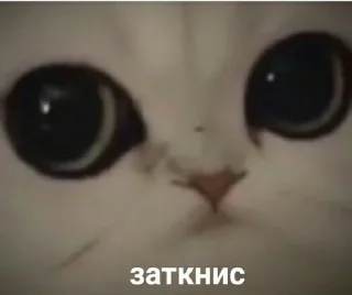 😐 emoji Кошарки от Мотьки Telegram sticker 15 of 32