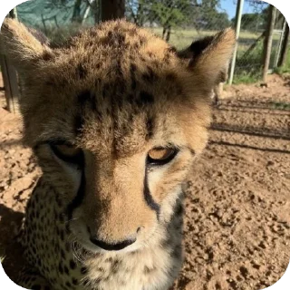 ❤ emoji Leopards @amenfashionn Telegram sticker 5 of 44