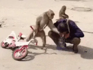 🚲 emoji Обезьянки @Grisa16vo Telegram sticker 17 of 25