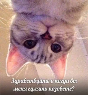 🤔 emoji китис Telegram sticker 18 of 120