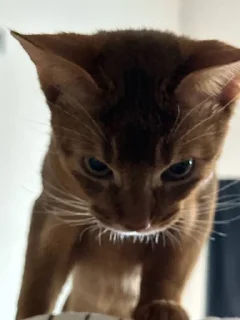 😡 emoji Кот Юлий 🐈👑 Telegram sticker 17 of 27