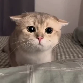 Sticker from тебе оно надо? :: @mommyol