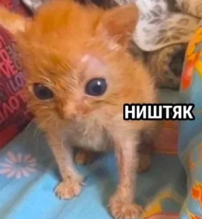 🥶 emoji Bipolyarka Telegram sticker 4 of 60