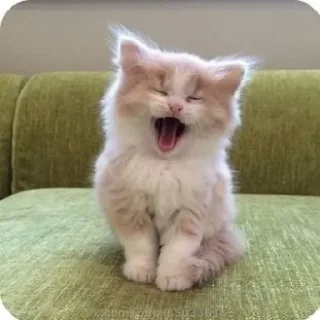 😻 emoji Котики by @DuoSticker_bot Telegram sticker 24 of 42