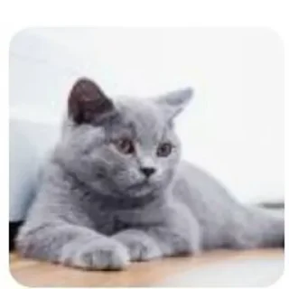 😽 emoji Котики by @DuoSticker_bot Telegram sticker 1 of 42