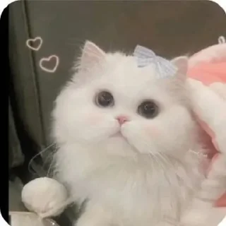 ❤️ emoji Котики by @DuoSticker_bot Telegram sticker 23 of 42