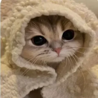 😚 emoji Котики by @DuoSticker_bot Telegram sticker 3 of 42