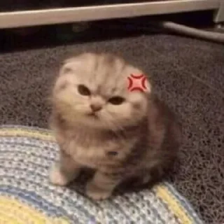 😡 emoji Котики by @DuoSticker_bot Telegram sticker 9 of 42