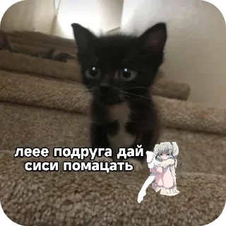🐱 emoji миу Telegram sticker 7 of 17