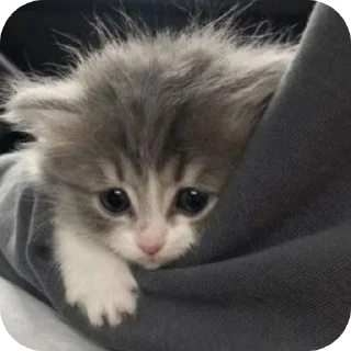 🐱 emoji Миу Telegram sticker 6 of 12