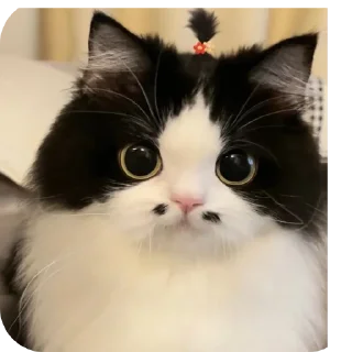 🐱 emoji Миу Telegram sticker 8 of 12