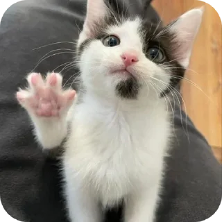 🐱 emoji Миу Telegram sticker 12 of 12