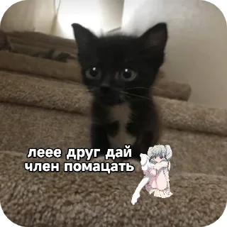 🐱 emoji миу Telegram sticker 8 of 17