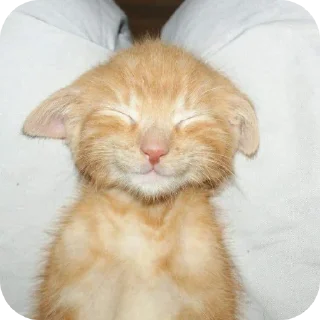 🐱 emoji Миу Telegram sticker 10 of 12