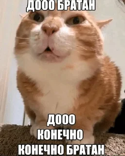 👌 emoji The Orange Cat (RU) Telegram sticker 1 of 73
