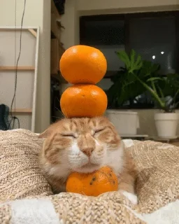 🌟 emoji The Orange Cat (RU) Telegram sticker 19 of 73