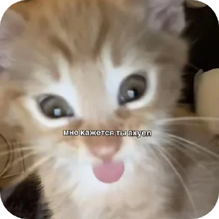 💋 emoji Позволяю киннить Асю 💋 Telegram sticker 17 of 46