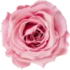 Sticker from Flowers @TgEmodziBot