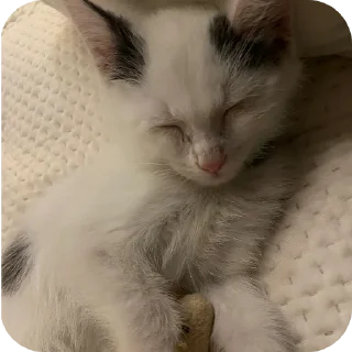 Sticker from miaow