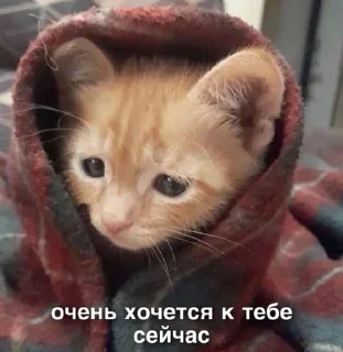 🌟 emoji котики 😻 Telegram sticker 19 of 88