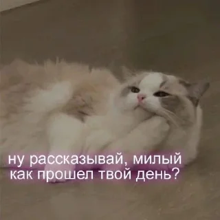🌟 emoji котики 😻 Telegram sticker 21 of 88