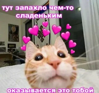 🌟 emoji котики 😻 Telegram sticker 14 of 88