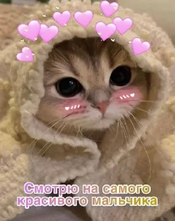 🌟 emoji котики 😻 Telegram sticker 10 of 88