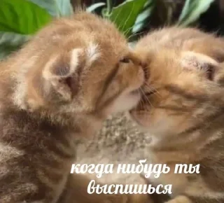 🌟 emoji котики 😻 Telegram sticker 7 of 88
