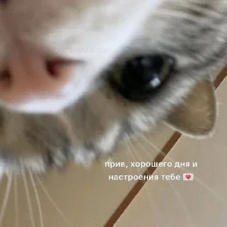 🌟 emoji котики 😻 Telegram sticker 9 of 88