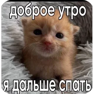 Sticker from БОЛЬШЕ ⇨ @CLOOBHUB МЕМЫ СТИКЕРЫ CREATURE COMMANDOS